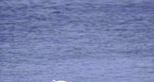 Încălzirea globală are efecte dramatice asupra Oceanului Arctic