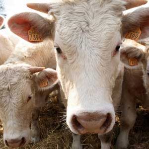 05-agricultura.jpg