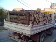 8 hoți de lemne reținuți după ce au furat arbori și au ars sau dezrădăcinat cioatele